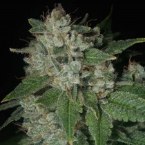 Casper OG Regular (Archive Seedbank) Cannabis Seeds