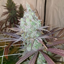 Now N Frutti Feminised (Karma Genetics Seeds) Cannabis Seeds