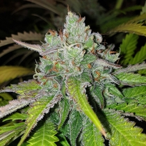 Di Frutti Feminised (Karma Genetics Seeds) Cannabis Seeds