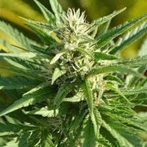 Critical Plus Feminised (Discreet Seeds) Cannabis Seeds