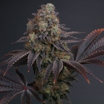 Zowahh 2.0 Regular (Karma Genetics Seeds) Cannabis Seeds