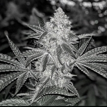 Dank Sauce (Dank Genetics Seeds) Cannabis Seeds