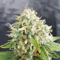 Easy Cheese Auto (Was Little Stilton Auto) (Freedom Of Seeds) Cannabis Seeds