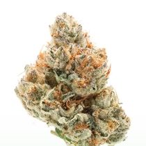 Chocolate Sherbet Feminised (Growers Choice Seeds) Cannabis Seeds