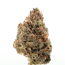 Tangie Punch Feminised (Growers Choice Seeds) Cannabis Seeds