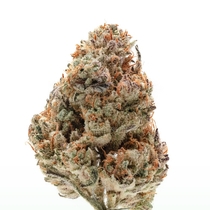 Octane Fire OG Feminised (Growers Choice Seeds) Cannabis Seeds