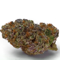 Blue Dream Sherbet Auto (Growers Choice Seeds) Cannabis Seeds