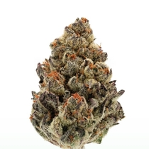 Bruce Banner III Autoflower (Growers Choice Seeds) Cannabis Seeds
