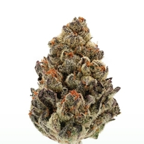 Bruce Banner III Auto (Growers Choice Seeds) Cannabis Seeds