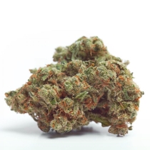 Gorilla Cookies Auto (Growers Choice Seeds) Cannabis Seeds