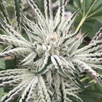 White OG S1 Feminised (Karma Genetics Seeds) Cannabis Seeds