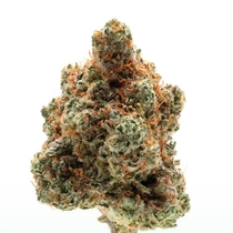 Monkey Glue Auto (Growers Choice Seeds) Cannabis Seeds
