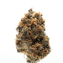 Watermelon Punch Auto (Growers Choice Seeds) Cannabis Seeds