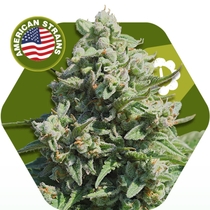Misty Gorilla Auto (Zambeza Seeds) Cannabis Seeds