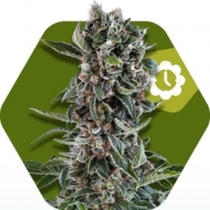 Blueberry Cheese Auto (Zambeza Seeds) Cannabis Seeds