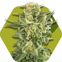 White Cheese FF (Zambeza Seeds) Cannabis Seeds