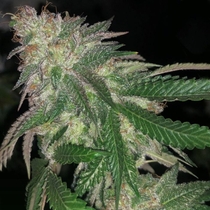 Kuntz (Pheno Finder Seeds) Cannabis Seeds