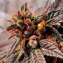 Jelly Tots regular (Holy Smoke Seeds) Cannabis Seeds