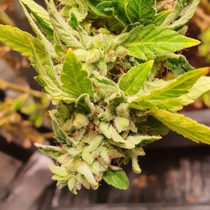 Reggae Radio (Holy Smoke Seeds) Cannabis Seeds