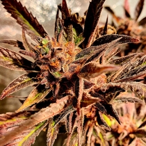 Jelly Beans (Holy Smoke Seeds) Cannabis Seeds