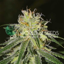 Legends Amnesia (World of Seeds) Cannabis Seeds