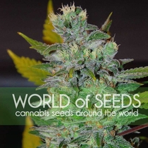 Legends Space (World of Seeds) Cannabis Seeds
