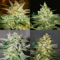 Indica Pure Origin Collection (World of Seeds) Cannabis Seeds