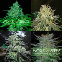 Sativa Pure Origin Collection (World of Seeds) Cannabis Seeds