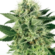Northern Lights (White Label Seeds) Cannabis Seeds