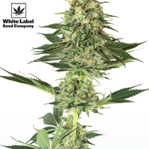 American Line Banana Kush (White Label Seeds) Cannabis Seeds