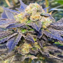 Blueberry Gelato Feminised (Discreet Seeds) Cannabis Seeds