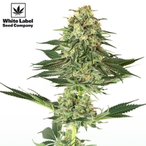 American Line Double Banana Kush (White Label Seeds) Cannabis Seeds