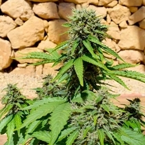 Pixie Punch (Freedom Of Seeds) Cannabis Seeds