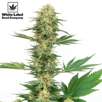 American Line Gelato #420 (White Label Seeds) Cannabis Seeds