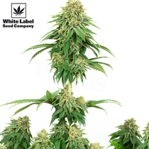 American Line Girl Scout Cookies (White Label Seeds) Cannabis Seeds