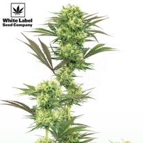 American Line Guava Jelly (White Label Seeds) Cannabis Seeds