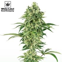 American Line Nicole Hindu Kush (White Label Seeds) Cannabis Seeds