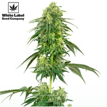 American Line Strawberry Kush (White Label Seeds) Cannabis Seeds