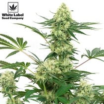 American Line Wedding Cheesecake (White Label Seeds) Cannabis Seeds