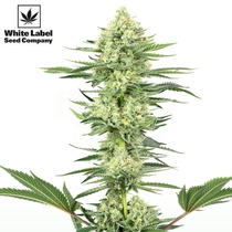 American Line White Gorilla Haze (White Label Seeds) Cannabis Seeds