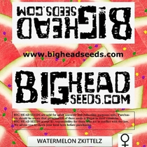 Watermelon Zkittlez (Big Head Seeds) Cannabis Seeds