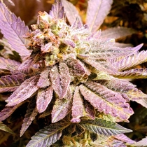 Brute Rose (Holy Smoke Seeds) Cannabis Seeds