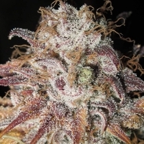 Titty Twister Feminised (Ultra Genetics Seeds) Cannabis Seeds
