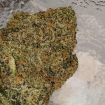 31 Ghosts Regular (Geist Grow seeds) Cannabis Seeds