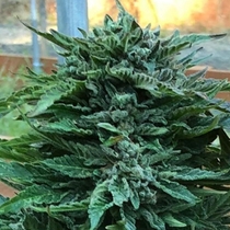 Geist OG Auto Feminised (Geist Grow seeds) Cannabis Seeds
