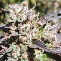 Ghost Candy Regular (Geist Grow seeds) Cannabis Seeds