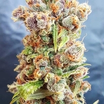 Romberry (Freedom Of Seeds) Cannabis Seeds