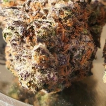 Ghostscotti Regular (Geist Grow seeds) Cannabis Seeds