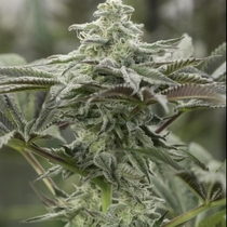 Lemon Citron Feminised (Geist Grow seeds) Cannabis Seeds