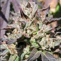 SFV Gushers Regular (Geist Grow seeds) Cannabis Seeds